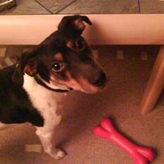 Dansk svensk gaardhund Sofus