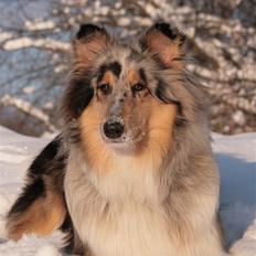 Collie langhåret Casey