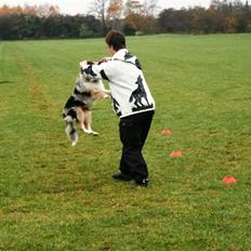 Collie langhåret Casey