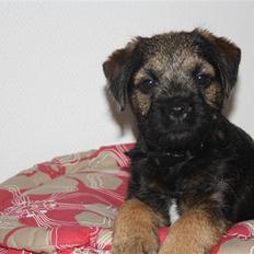Border terrier Arthur <3