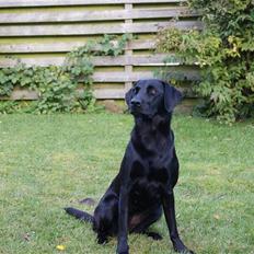 Labrador retriever Maggie