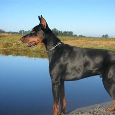 Dobermann Tyson