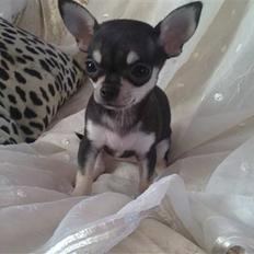 Chihuahua High Fly Luske