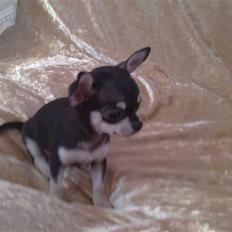 Chihuahua High Fly Luske