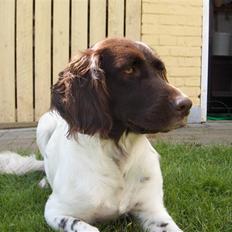 Kleiner münsterländer Lady
