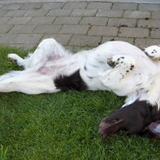 Kleiner münsterländer Lady