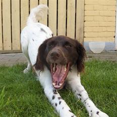 Kleiner münsterländer Lady