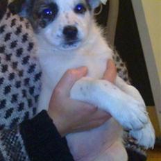 Blanding af racer Acilla