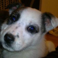 Blanding af racer Acilla