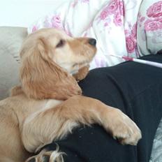 Cocker spaniel Wilma I: