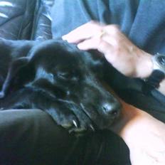 Labrador retriever Banschee