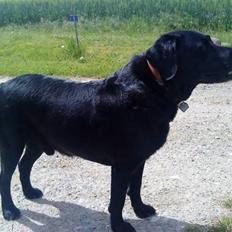 Labrador retriever Viggo