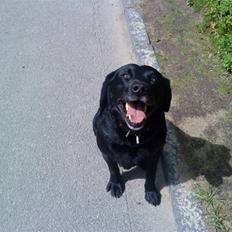 Labrador retriever Viggo