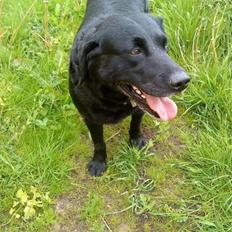 Labrador retriever Viggo