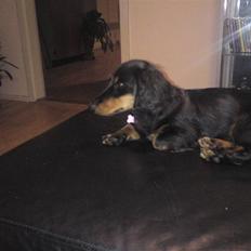 Gravhund Lady Himmelhund 