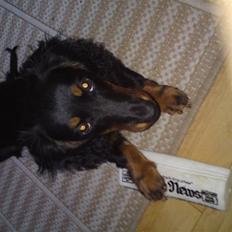 Gravhund Lady Himmelhund 