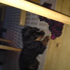 Gravhund Lady Himmelhund 