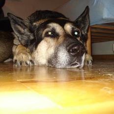 Blanding af racer sigurt R.I.P