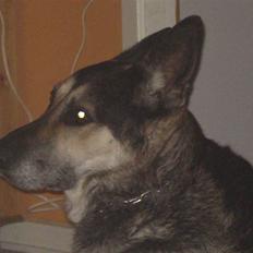 Blanding af racer sigurt R.I.P