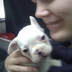 Fransk bulldog Bette Fimmeren