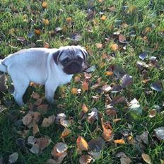 Mops Hugo