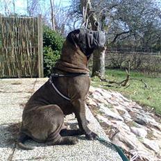 Shar pei Donya from the Wrinkle Do