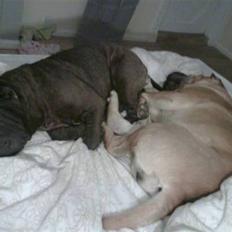 Shar pei Donya from the Wrinkle Do