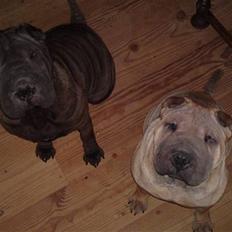 Shar pei Donya from the Wrinkle Do
