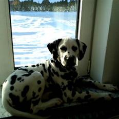 Dalmatiner Crazyspots Atlas