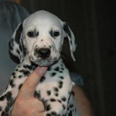 Dalmatiner Crazyspots Atlas