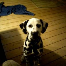 Dalmatiner Crazyspots Atlas