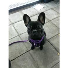 Fransk bulldog Purple