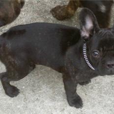 Fransk bulldog Purple