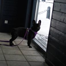 Fransk bulldog Purple