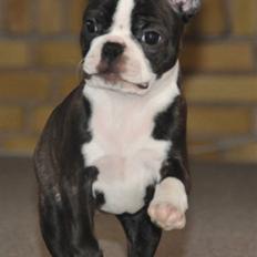 Boston terrier Bertha