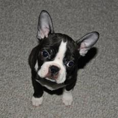 Boston terrier Bertha