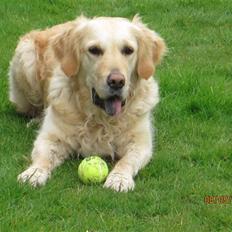 Golden retriever *Laika Nyholm*
