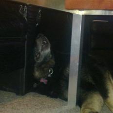 Schæferhund Haubroe Eica