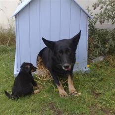 Schæferhund Haubroe Eica