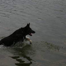 Schæferhund Haubroe Eica