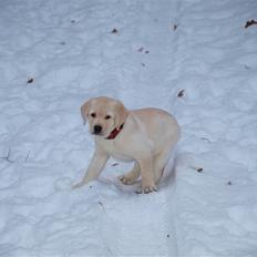 Labrador retriever dejlige debbie(min <3)