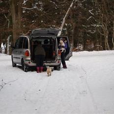 Labrador retriever dejlige debbie(min <3)