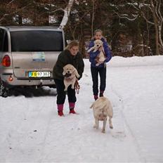 Labrador retriever dejlige debbie(min <3)