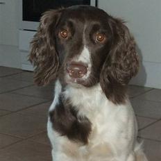 Field Trial spaniel Chanel