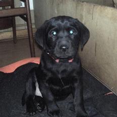 Labrador retriever Kia TimberRoad a Doghouse