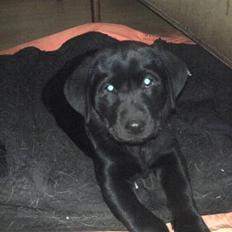 Labrador retriever Kia TimberRoad a Doghouse