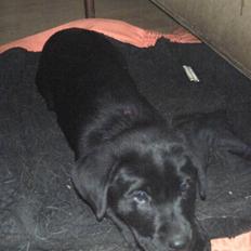 Labrador retriever Kia TimberRoad a Doghouse