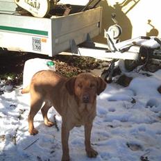 Labrador retriever amber