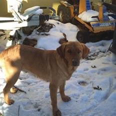 Labrador retriever amber