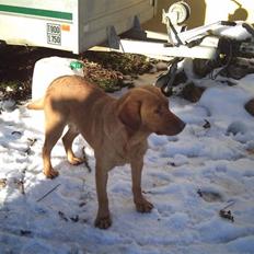 Labrador retriever amber